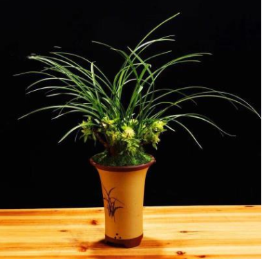 上海植物租賃租擺蘭花劍蘭墨蘭 辦公室植物盆景室內(nèi)綠色小盆栽