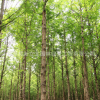 基地批發(fā)水杉樹 行道樹防護(hù)樹工程綠化水杉 規(guī)格齊全水杉樹