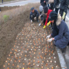 批發郁金香種球 荷蘭郁金香種球 室內盆栽種球花卉 水培土培