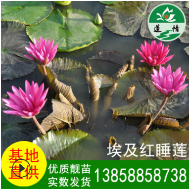 埃及紅睡蓮 紅蓮花 吉祥蓮 量大優惠 觀賞性植物 凈化功能