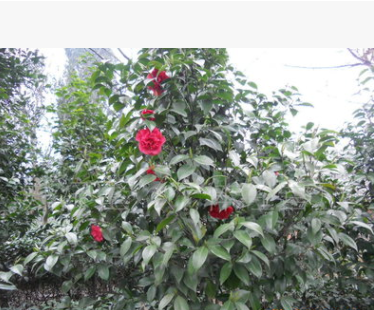 八月桂花樹苗 地徑一公分 桂花樹 桂花苗 金桂樹苗批發(fā)