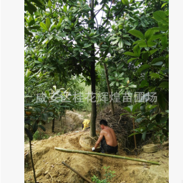 基地出售８/10/12公分廣玉蘭 廣玉蘭樹 規格齊全 綠化樹苗
