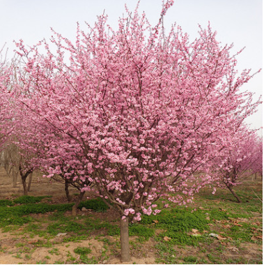 美人梅 江蘇優(yōu)質(zhì)園林觀賞植物美人梅 花多 樹型飽滿 苗圃直銷