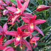 蘭花苗建蘭四季蘭花紅花 紫霞仙女 濃香帶花苞蘭花花卉盆栽室內