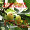 布蘭瑞克無花果苗品種怎樣 無花果種植在四川能不能豐產