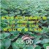 廣州多品種果樹嫁接苗 口感好香甜寶草莓幼苗 廣東多品種草莓苗