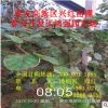 一般哪種獼猴桃受歡迎 山東獼猴桃廠家 易種植 價(jià)格低