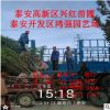 批發(fā)3公分-6公分照手桃 泰安青葉碧桃苗 紅葉碧桃