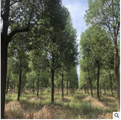 供應精品香樟樹苗木 景觀綠化香樟樹 規(guī)格齊全