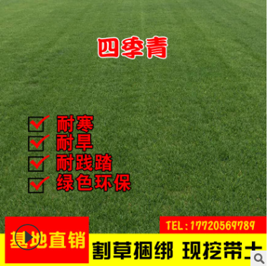 基地直銷四季青綠化護坡固土草坪草皮帶泥土庭院耐寒別墅小區(qū)草皮