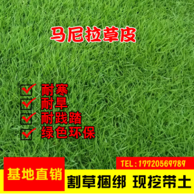 批發(fā)供應(yīng)庭院小區(qū)草皮馬尼拉草皮綠化耐寒抗旱護坡固土草坪草皮