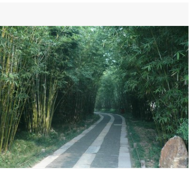 園藝用品，窩竹丶叢竹丶孝順竹.慈孝竹