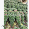 特價精品盆栽大紅色直銷懸崖杜鵑花80-90公分長楊梅紅懸崖杜鵑花