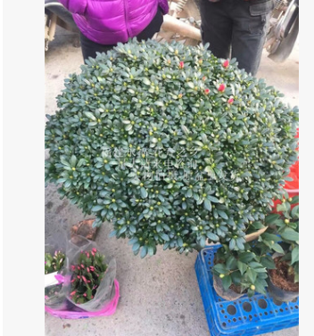 大型盆景楊梅紅杜鵑花， 年宵高檔優(yōu)質(zhì)花卉，楊梅紅，90-1米冠幅