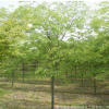 基地批發(fā)櫸樹 紅櫸樹 白櫸 青櫸樹 綠化樹木 規(guī)格多