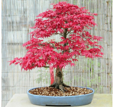 紅楓盆栽 名貴觀葉樹(shù)木 紅葉 基地直銷(xiāo)