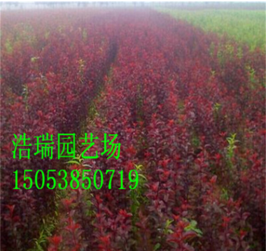 大型綠化樹苗 紅葉李樹苗經(jīng)銷 廠家出售紫葉李