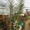 花卉盆景室內(nèi)盆栽觀葉植物 水培佛肚竹又稱(chēng)佛竹 羅漢竹 盆景竹子