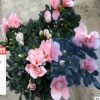 批發(fā)杜鵑花 杜鵑苗 西洋杜鵑 批發(fā)苗木 綠化苗木 室內(nèi)盆栽