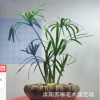 供應(yīng)水生植物 旱傘草 風(fēng)車(chē)草 水竹草盆栽 公園水體綠化 濕地綠化