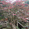 紅楓盆景 紅楓盆栽 綠植花卉 基地直銷
