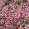 紫葉小檗床苗基地直銷 批發(fā)價(jià)格紅葉小檗花壇 花鏡