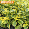 金邊假連翹袋苗 庭院小區(qū)綠化園林植物苗圃 變?nèi)~木