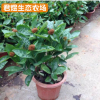 大葉仙丹 庭院小區(qū)綠化苗木 庭院花卉植物 百日紅四季開(kāi)花
