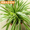 生態(tài)農(nóng)場(chǎng)金邊吊蘭綠蘿吊蘭苗批發(fā) 盆栽植物綠植吊蘭花卉吊蘭花苗