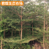 苗圃基地小葉欖仁樹(shù) 錦葉欖仁 福建綠化苗木細(xì)葉欖仁批發(fā)行道樹(shù)