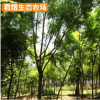 基地供應(yīng)福建藍(lán)花楹樹(shù)苗 綠化工程苗木藍(lán)花楹風(fēng)景樹(shù) 規(guī)格齊全