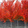 直銷美國(guó) 紅楓 行道樹 綠化苗木 秋火焰 紅楓批發(fā) 庭院植物