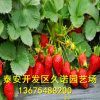 大棚草莓苗直供 脫毒奶油草莓小苗 當年結果 豐產果大 多品種
