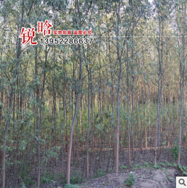 供應(yīng)綠化苗木 國(guó)槐苗 國(guó)槐樹苗 批發(fā)國(guó)槐小苗 規(guī)格齊全