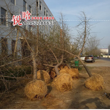 大量供應(yīng)各種規(guī)格木銀杏綠化苗木 實(shí)生銀杏 嫁接銀杏