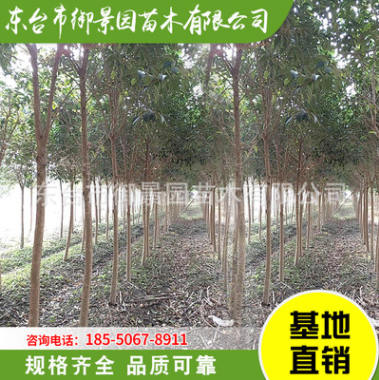大葉女貞 高桿女貞 綠化工程苗木 規格齊全 產地直銷