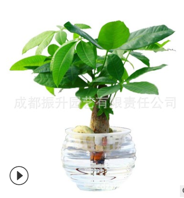振升園藝水培發(fā)財(cái)樹盆栽植物批發(fā)加盟