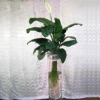 花之物語水培白掌 水培植物批發(fā)