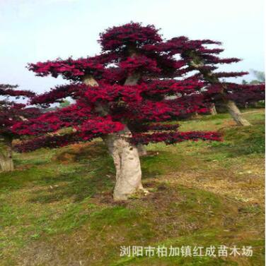 藝術(shù)造型 葉片飽滿造型紅花繼木樁 國(guó)棟苗木基地 瀏陽柏加苗木