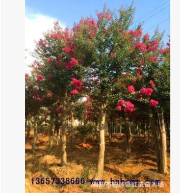 優(yōu)質(zhì)批發(fā)美國(guó)紅花紫薇樹 紅火箭紫薇 紫薇樁 規(guī)格齊全