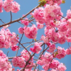 櫻花 鄢陵民園園林櫻花