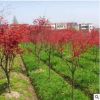 批發(fā)日本紅楓 紅火焰綠化工程 庭院種植觀葉花卉彩葉苗木量大從優(yōu)