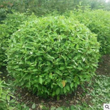 基地直銷優(yōu)質(zhì)衛(wèi)矛球四季常青綠化工程色塊苗木膠東衛(wèi)矛苗量大從優(yōu)