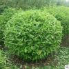 基地直銷優(yōu)質(zhì)衛(wèi)矛球四季常青綠化工程色塊苗木膠東衛(wèi)矛苗量大從優(yōu)