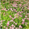基地供應(yīng)繡線菊苗 批發(fā)銷售優(yōu)質(zhì)金山繡線菊金焰繡線菊工程苗扦插
