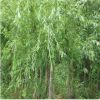 供應(yīng)垂柳小苗垂楊柳樹苗竹柳樹苗黃金柳金絲垂柳批發(fā)直柳柳樹枝條