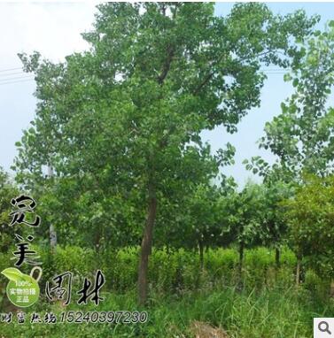 供應(yīng)園林綠化重陽木