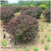 專業批發園林綠化紅葉小波球