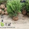 銷售園林綠化小葉黃楊球