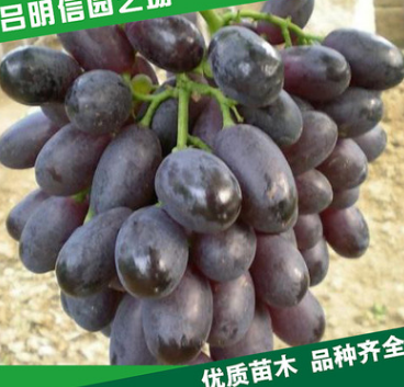 【明信園藝】大量批發巨峰葡萄苗 等多種品種葡萄苗